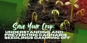 Save Your Crop: Understanding and Preventing Cannabis Seedlings Damping Off