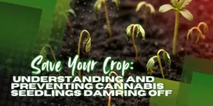 Save Your Crop: Understanding and Preventing Cannabis Seedlings Damping Off