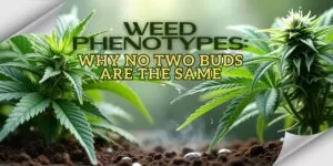 Weed Phenotypes: Why No Two Buds Are the Same