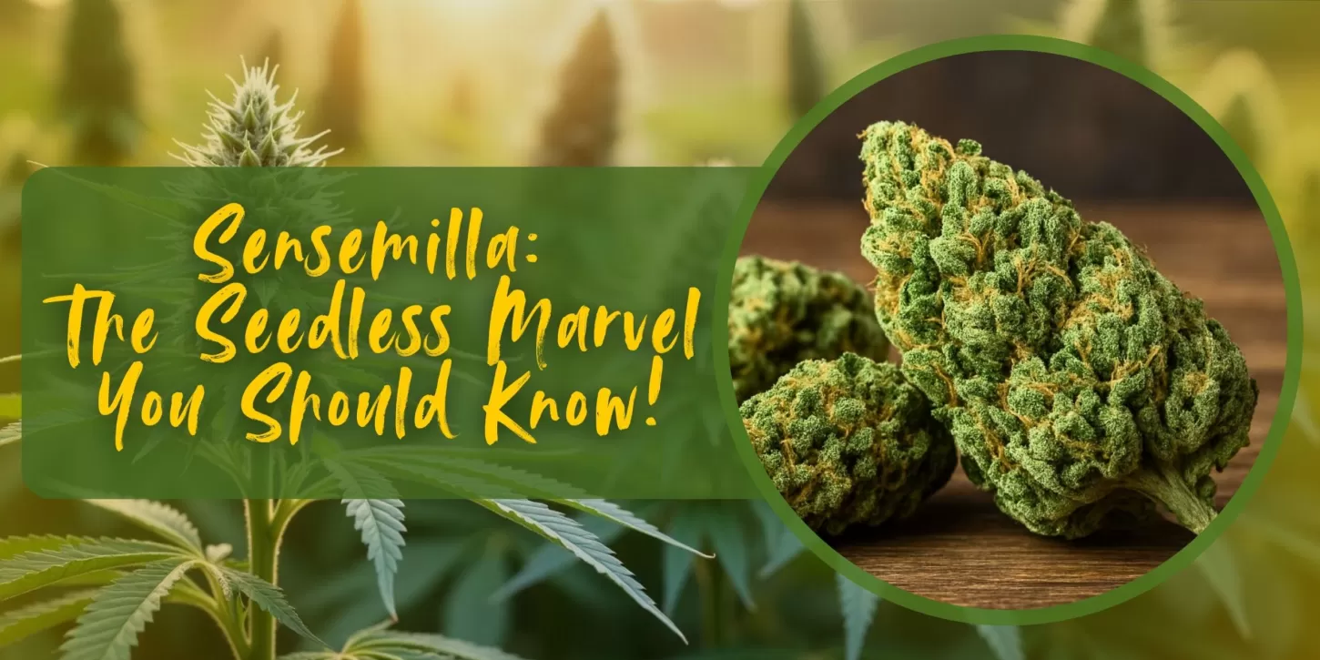 Sensemilla: The Seedless Marvel You Should Know!