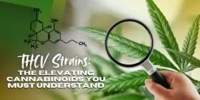 THCV Strains: The Elevating Cannabinoids You Must Understand