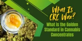 What Is CRC Wax? What is the Golden Standard in Cannabis Concentrates