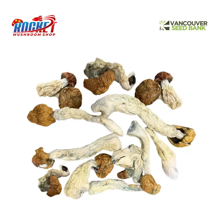 Blue Meanie Raw Mushrooms