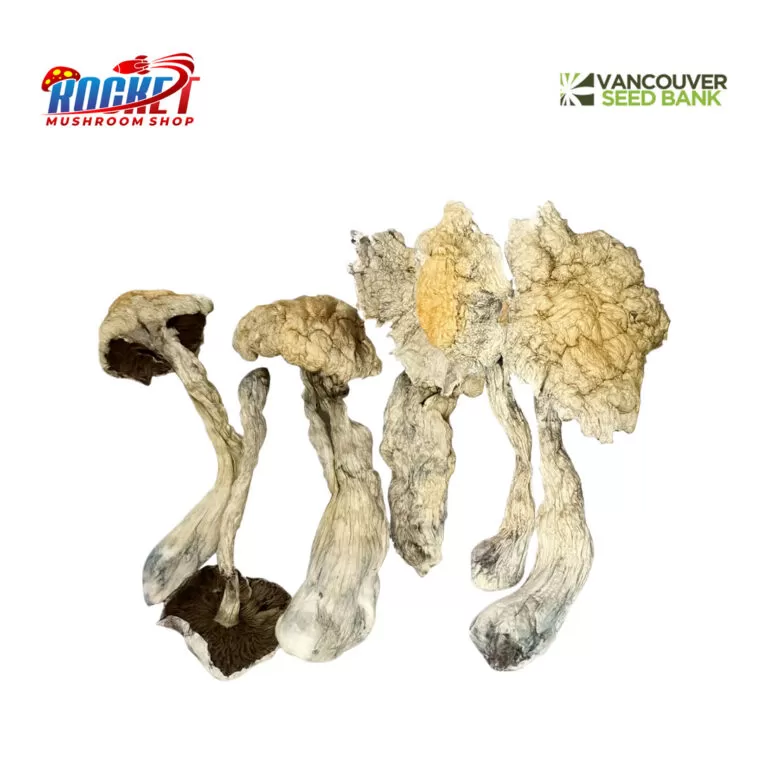 Golden Teacher Raw Mushrooms