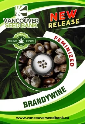 Brandywine (Dayer) Strain Feminized