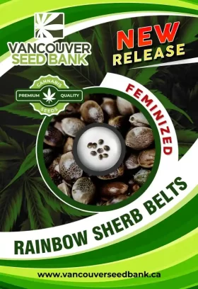 Rainbow Sherb Belts Strain Feminized