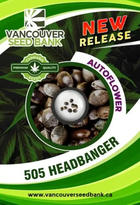 505 Headbanger Strain Autoflower