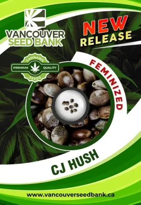 CJ Hush Strain Feminized