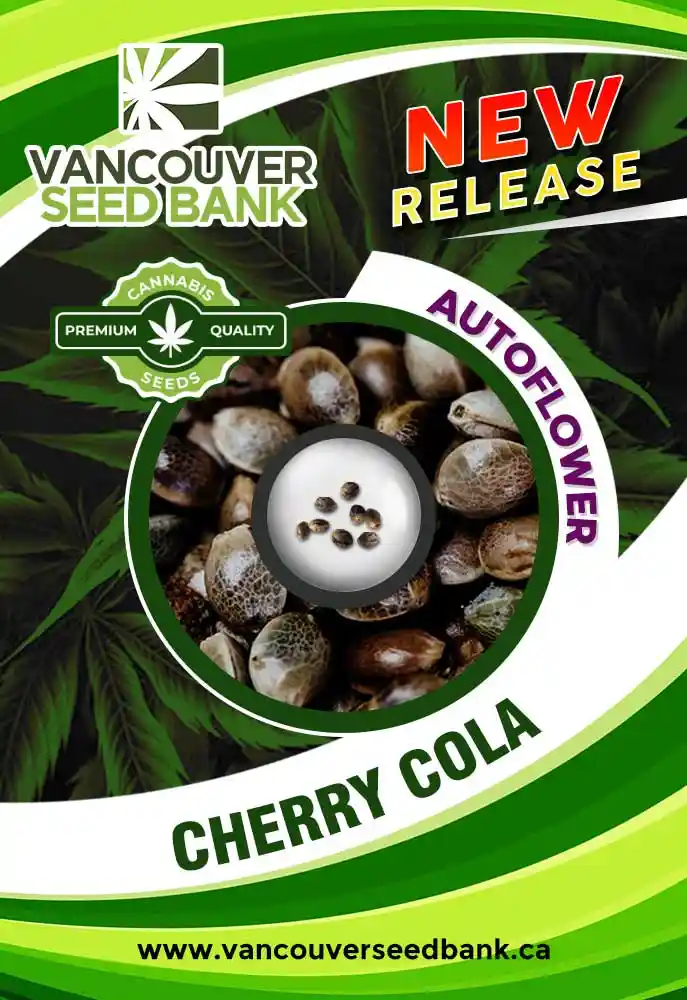 Cherry Cola Strain Autoflower