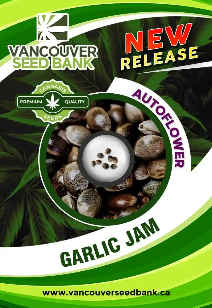 Garlic Jam Strain Autoflower