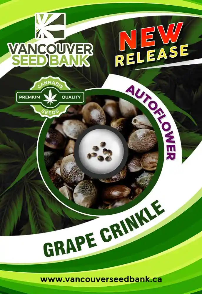 Grape Crinkle Strain Autoflower