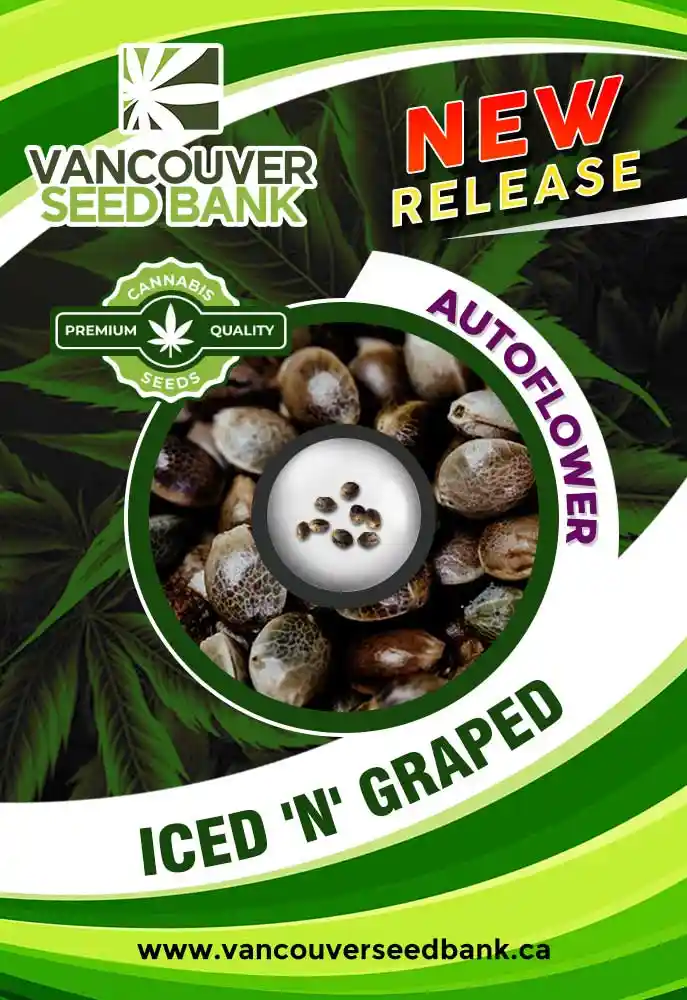 Iced 'N' Graped Strain Autoflower