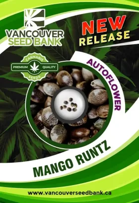 Mango Runtz Strain