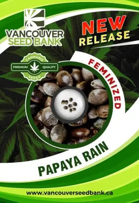 Papaya Rain Strain Feminized