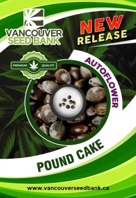 Pound Cake Strain Autoflower