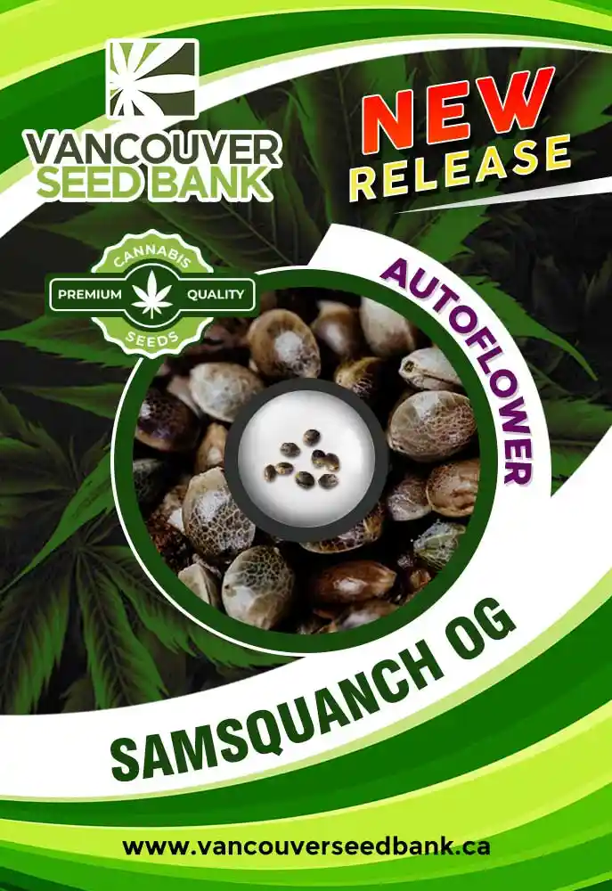 Samsquanch OG Strain Autoflower