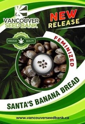 Santa’s Banana Bread Strain Feminized