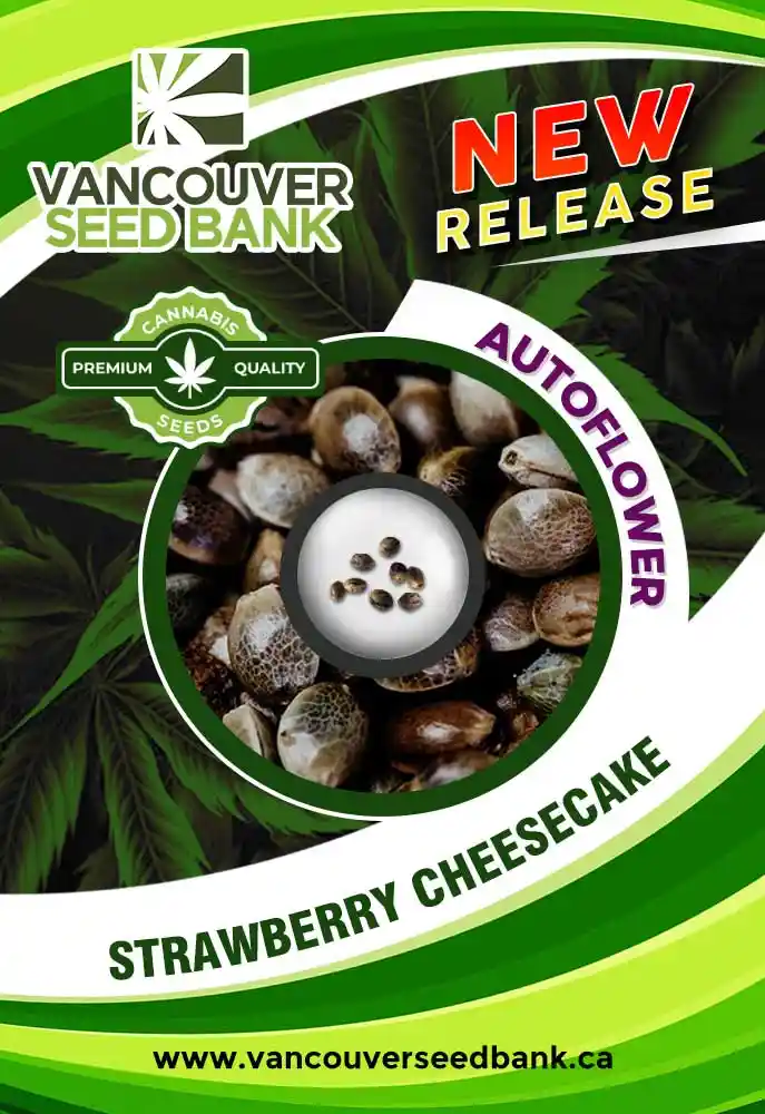 Strawberry Cheesecake Strain Autoflower