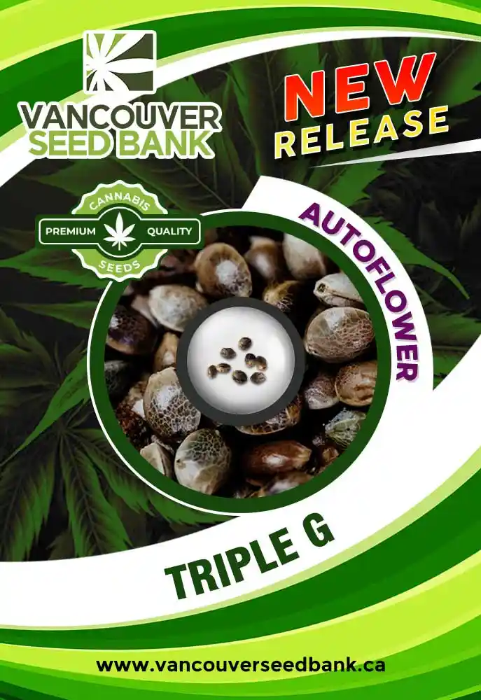 Triple G Strain Autoflower