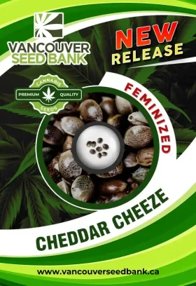 Cheddar Cheeze Strain Feminized