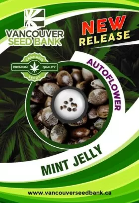 Mint Jelly Strain Autoflower